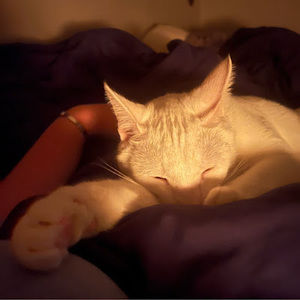 Meet your Posher, Scarlet